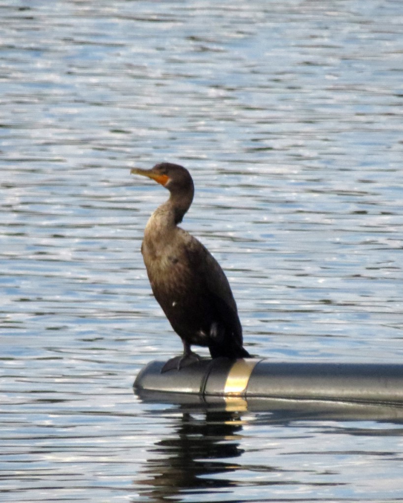 Double-crested Cormorant at City Lake in Rhodes-Jordan Park