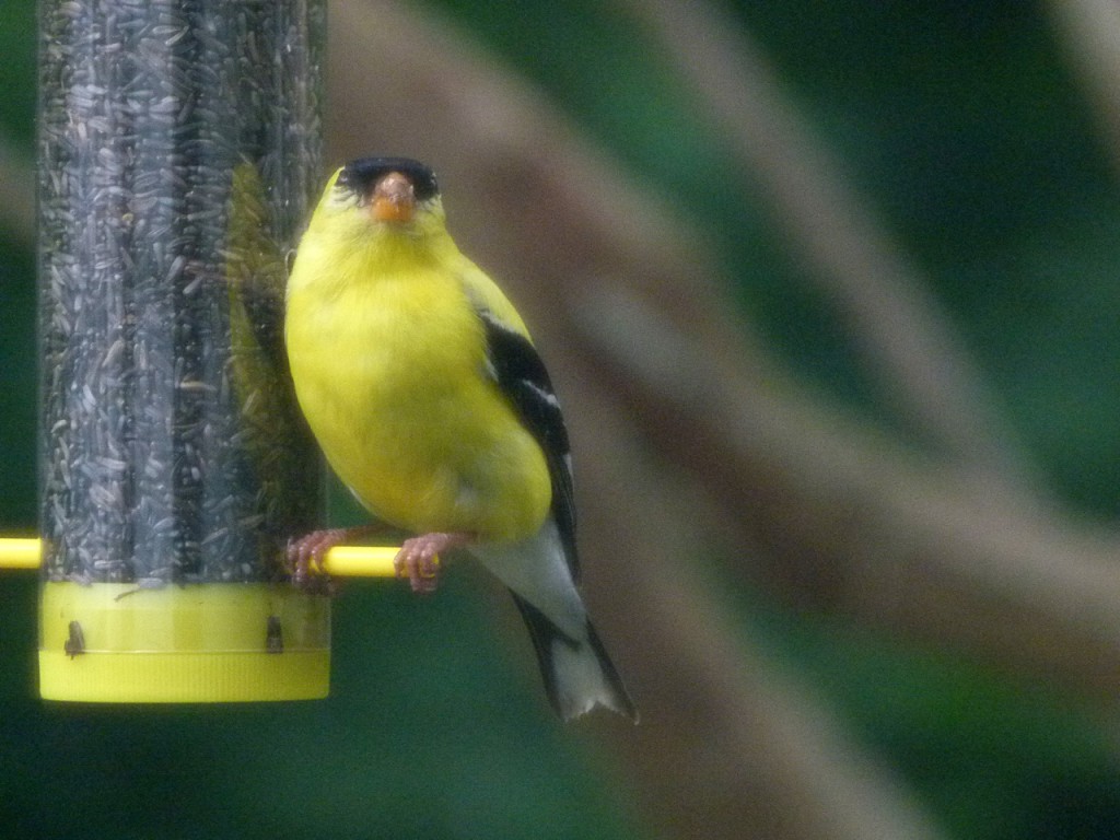 15.0527.Goldfinch