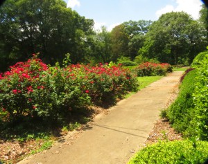 Fernbank Rose Garden, a few months ago