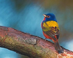 Painted bunting.