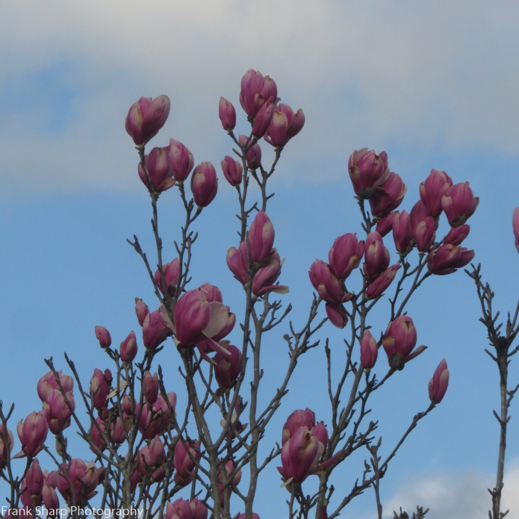 16.0301.Pink Magnolia