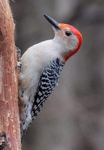 16.0906.woodpecker