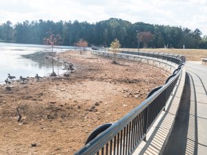 Roving Photographer Frank Sharp give you an idea of how strong the drought is in Gwinnett with this photograph from Rhodes Jordan Park. He says: “What used to be water was all the way to the wall but now is shoreline. The bald cypress planted last year are suffering.” 