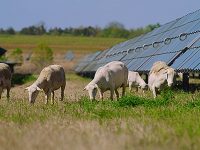 Sheep grazing at a Silicon Ranch solar farm, similar to the one Walton EMC relies on to power Facebook’s Newton Data Center, are helping to improve the soil, air, water and economy. Silicon Ranch’s Regenerative Energy platform delivers the maximum environmental benefits from its solar facilities. (Photo provided)