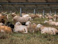 FOCUS: Best practices at solar farms is to graze sheep under panels