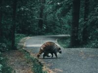 FOCUS: Be on the alert; rabid racoon found in Buford 