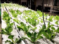 NEW for 4/29: Hydroponic gardening; Police for Peachtree Corners?
